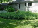 Groundcover taking over